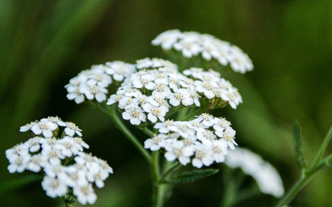 FLEURS